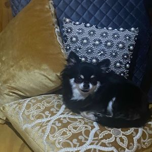 Meet your Posher, Tracee